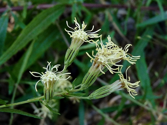 {Brickellia eupatorioides}